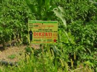 Bafra'da �yi Tar�m Uygulamalar�