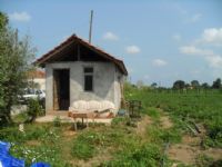 Bafra'da �yi Tar�m Uygulamalar�