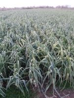 Tar�m Dan��manl��� ve �yi Tar�m K�y Ziyaretleri