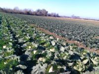 Tar�m Dan��manl��� ve �yi Tar�m K�y Ziyaretleri